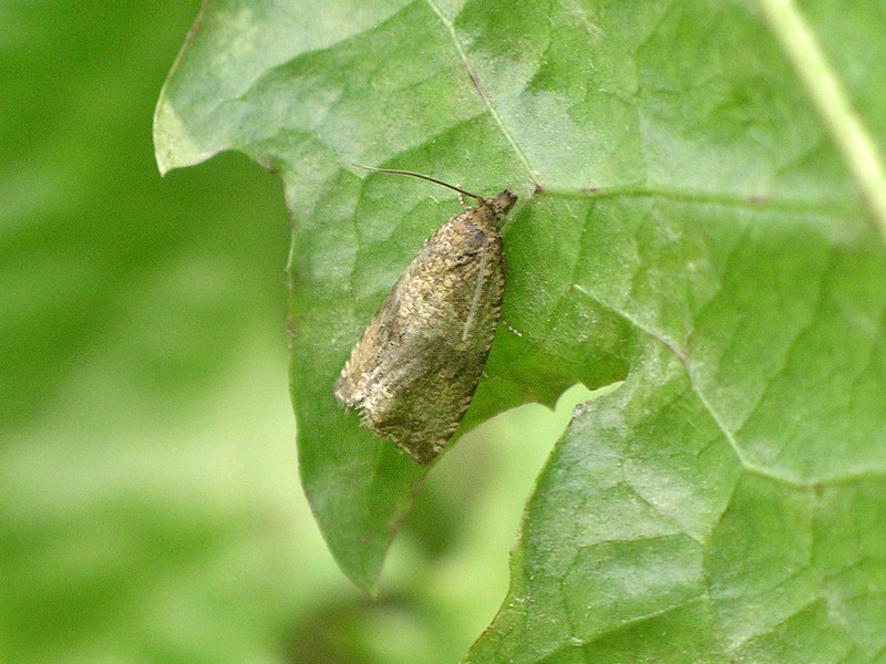 Da determinare - Celypha lacunana